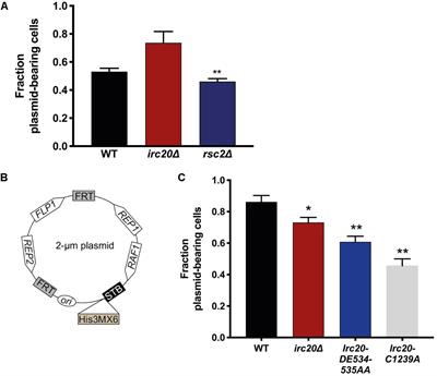 Irc20 Regulates the Yeast Endogenous 2-μm Plasmid Levels by Controlling Flp1